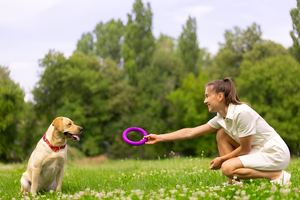Fun and Engaging Pet Toys for Active Pets