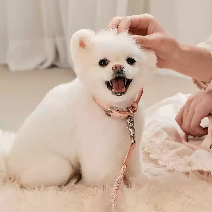 Leather Handheld Pet Collar Rope Lead For Small And Medium Pets