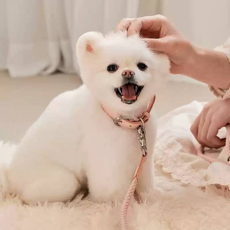 Leather Handheld Pet Collar Rope Lead For Small And Medium Pets