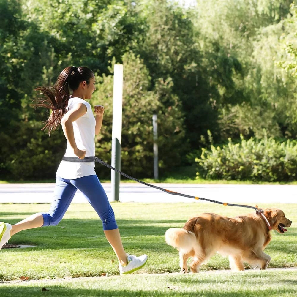 Adjustable Pet Harness And Leash Set Jogging Walking Gear