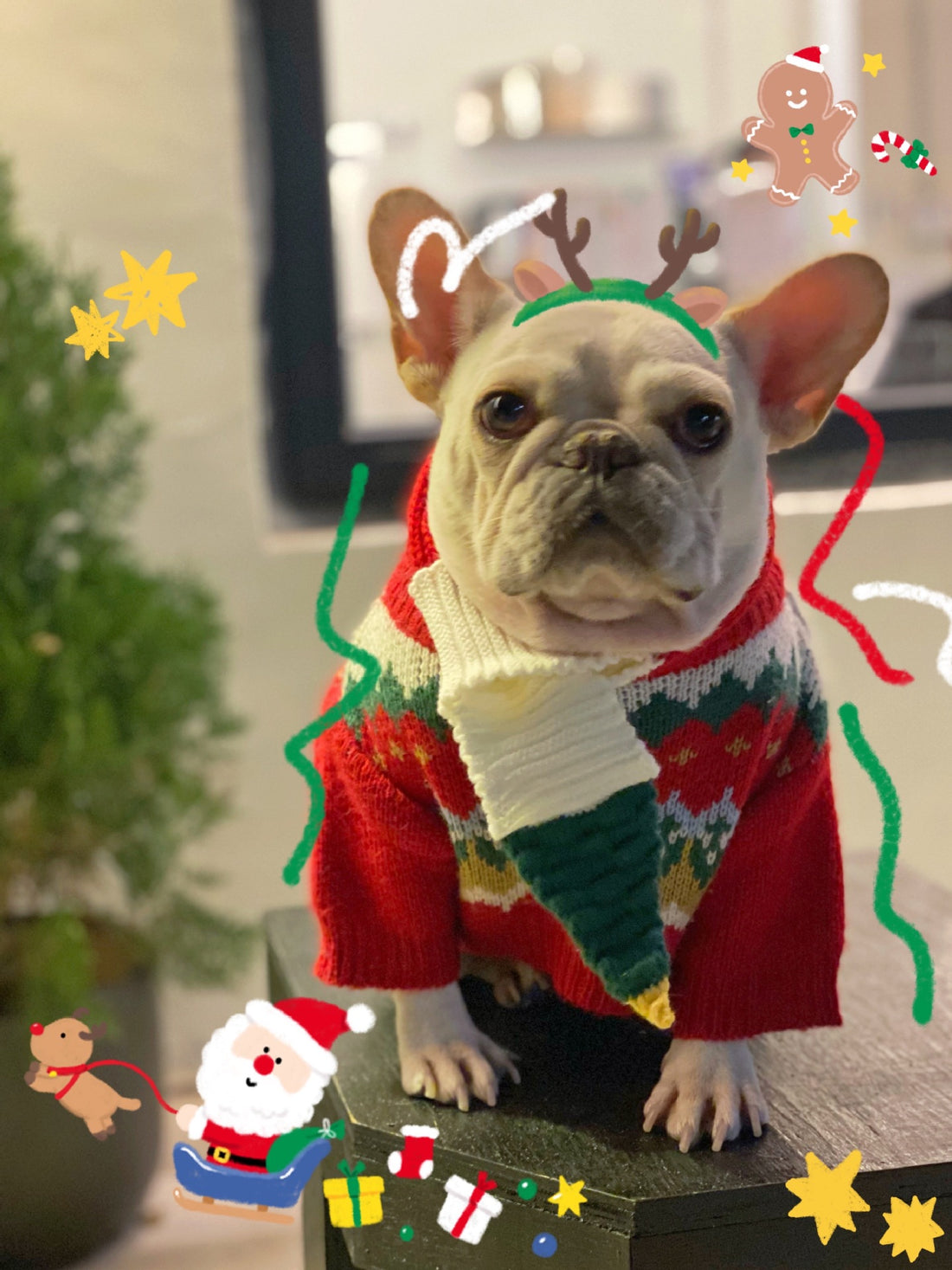 Festive Pet Christmas Sweater Cute Holiday Design