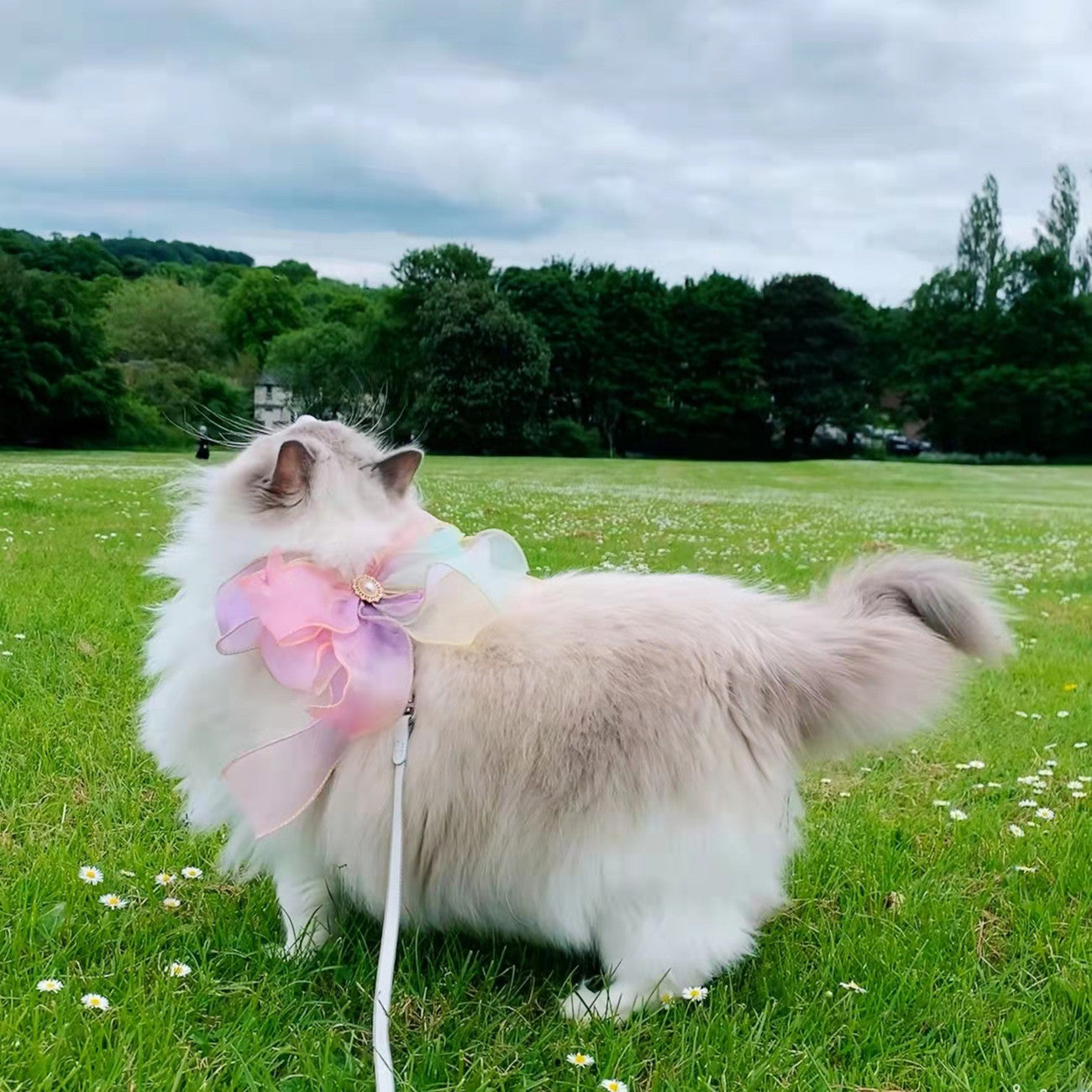 Butterfly Style Retractable Pet Leash Anti Escape Design