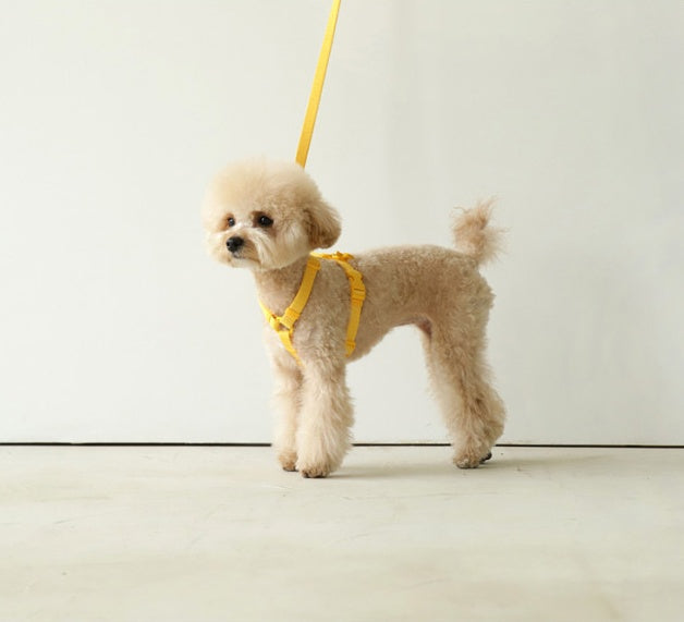 Macaron Style Pet Leash Lightweight Durable Outdoor Walking Lead